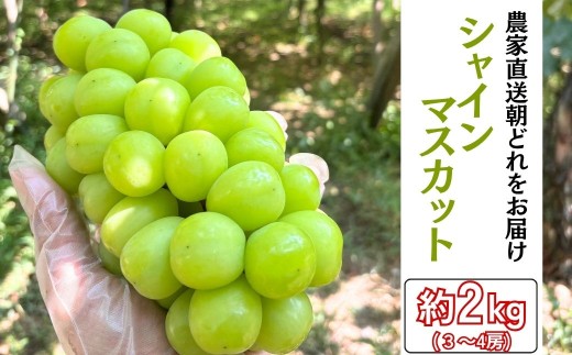 【農家直送（収穫日に発送）】シャインマスカット 約2kg(3～4房) | シャインマスカット 種なし ぶどう 詰め合わせ 約2kg 3～4房 農家直送 収穫日発送 新鮮 フルーツ 果物 お取り寄せ 季節限定 愛知県 豊田市