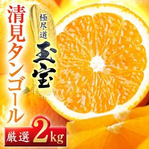 【愛媛名産】玉宝清見タンゴール　2kg【A64-81】【1623964】