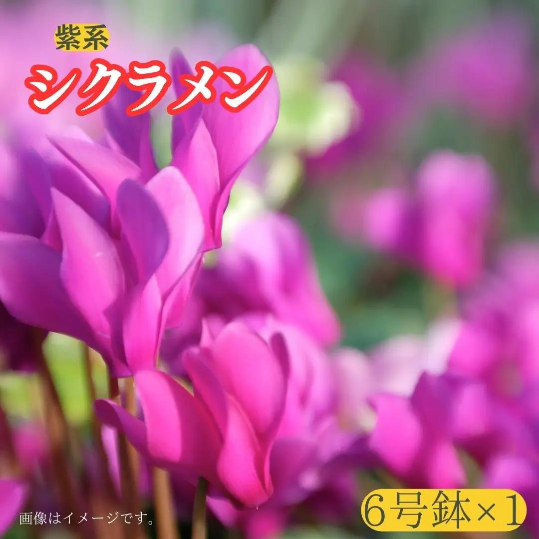 【シクラメン】6号鉢×１（紫系）