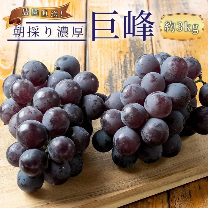農園直送 朝採り 濃厚 巨峰 約3kg ［2026年・先行予約］巨峰 ぶどう