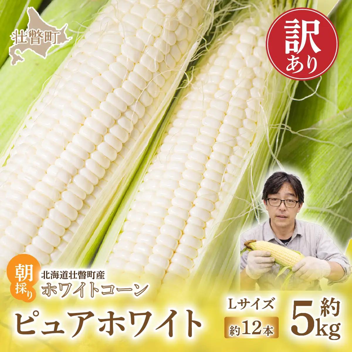 ＜2026年8月中旬頃よりお届け＞【訳あり】【朝採り】ピュアホワイト（ホワイトコーン）Lサイズ以上12本(約5kg)   SBTQ016