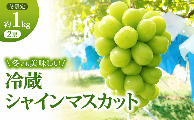 【11・12月発送】富山葡萄園の冷蔵シャインマスカット約1kg(2房） 果物類 ぶどう フルーツ ブドウ 果物 