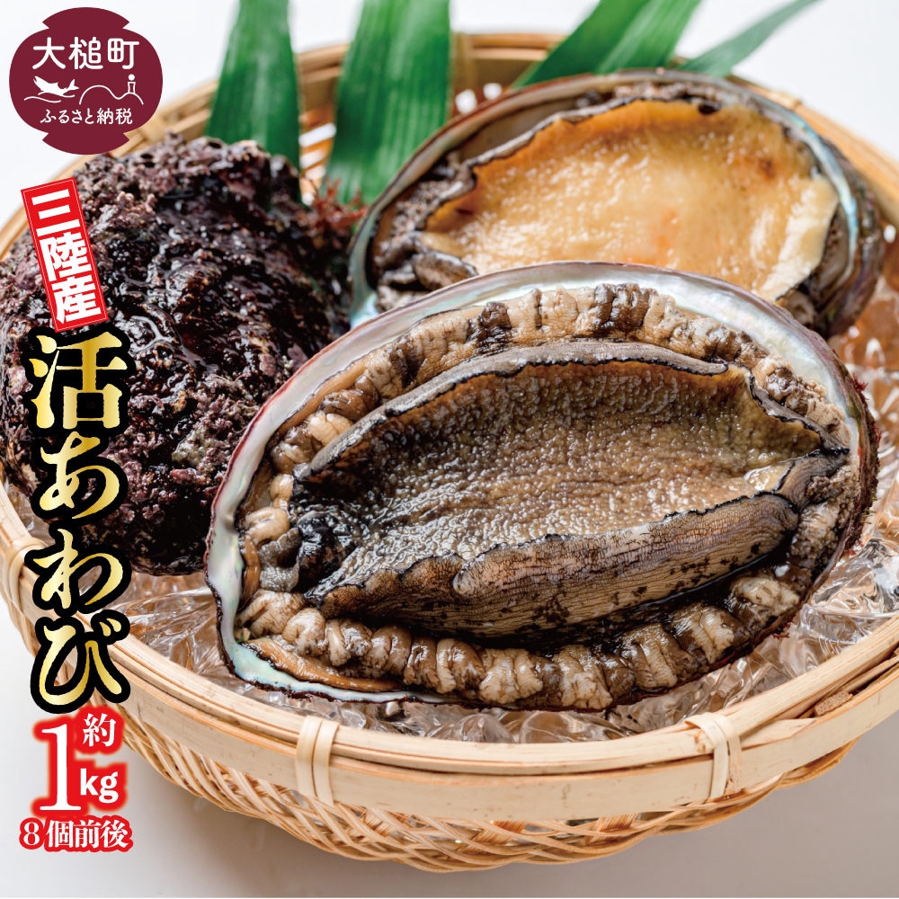 【期間限定11月～12月発送】活アワビ 約1kg (8個前後)【05】三陸 岩手県 大槌町 あわび 人気 鮑 いわて iwate 2026