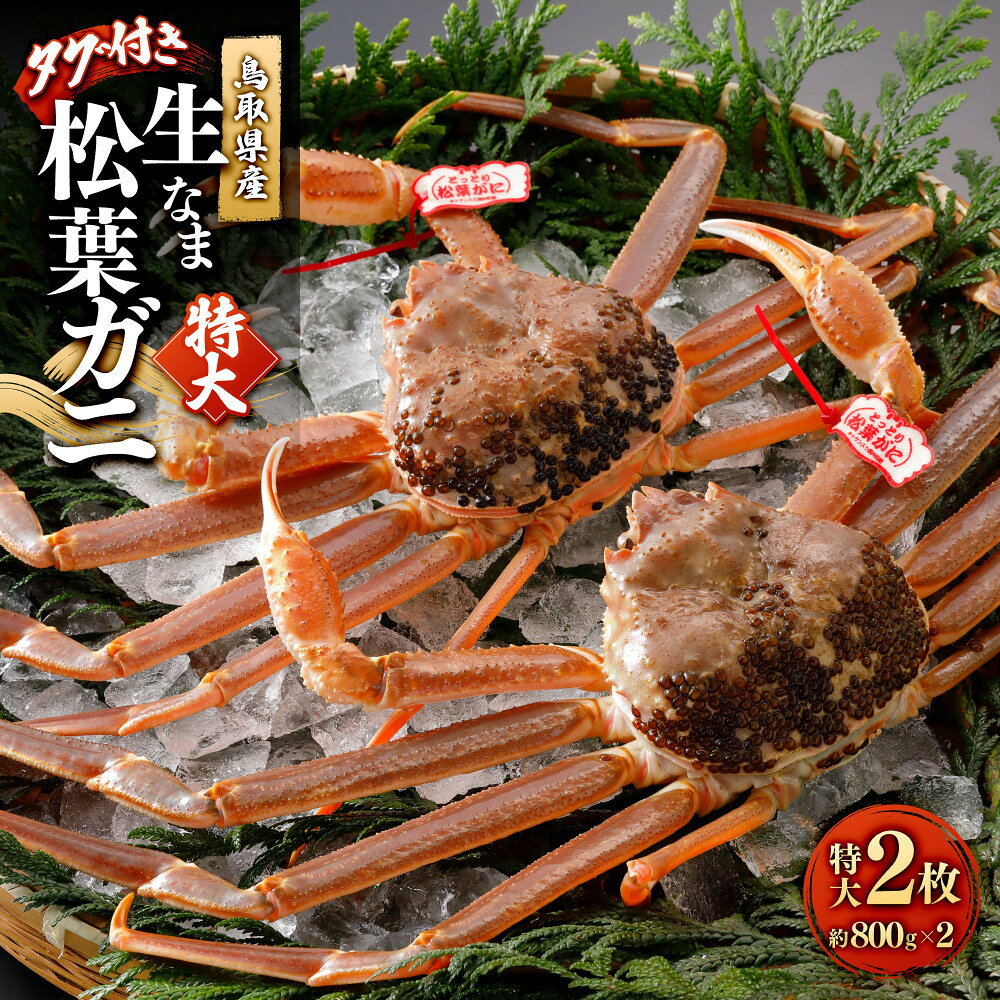 【ふるさと納税】＜11月中旬～2月下旬配送予定＞鳥取県産　生松葉ガニ（タグ付き）特大2枚