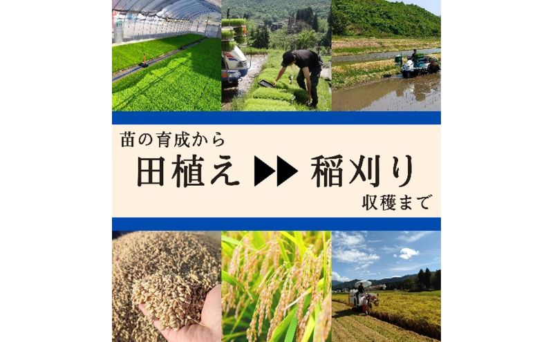 【令和8年産 新米先行受付】ブランド米 魚沼産コシヒカリ 精米 10kg（5kg×2袋） 米 コメ こめ お米 おこめ 白米 こしひかり 新潟県産 人気 お取り寄せ