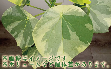 2026年9月上旬～発送 観葉植物 ラブリィハート 60cm～80cm【農林水産省 品種登録】T&P 055-1496 観葉植物