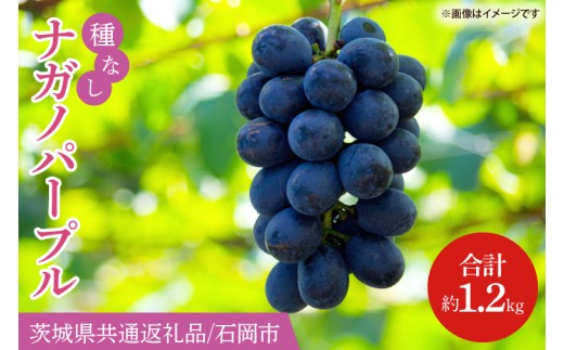 【2026年8月より順次発送】ナガノパープル 約1.2kg【茨城県共通返礼品/石岡市】【葡萄 ぶどう フルーツ 果物 くだもの 水戸市 茨城県】(IT-21)