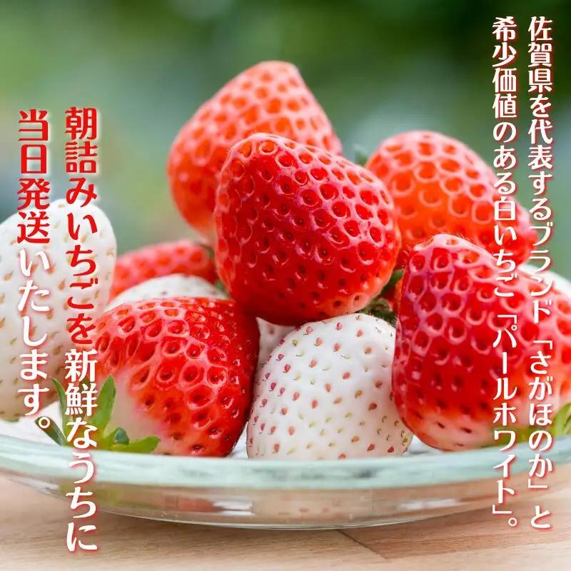 いちご 佐賀県産いちご さがほのか＆パールホワイト 紅白セット【1～4月発送】：B140-008