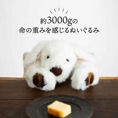 ふるさと納税 糸島市 パトランの白(通称:シロラン)糸島市/科学工房未來[AYI003] |  | 01