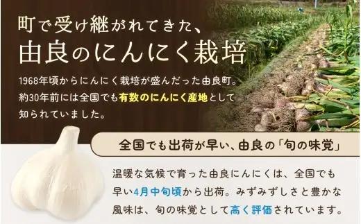 にんにく 秀品　由良の生にんにく 500g / ニンニク 生ニンニク ガーリック ※2027年4月下旬より順次発送【ksnw003】 