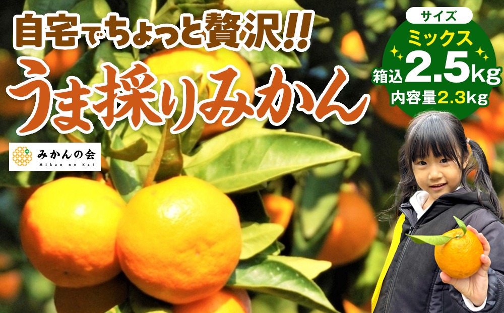 みかん うま採り 箱込約 2.5kg（内容量2.3kg） 光センサー選別 みかんの会厳選 サイズミックス 和歌山県産 産地直送 【みかんの会】［2025年11月中旬より2026年1月中旬頃順次出荷予定］  AX423