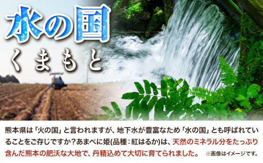 大津町産 あまべに姫 (紅はるか) 約5kg ガブレス《12月上旬-3月末頃より出荷開始》さつまいも 芋 紫芋 高糖度---so_gbabh_af123_24_9000_5kg---