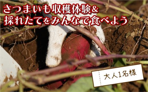 さつまいも堀り ＆ 採れたて試食会 体験 地元シェフ と 採れたて 野菜 をみんなで食べよう こども 親子 沼津 戸田  実季楽農園 【海と山に育まれた 戸田 の恵を掘り起こそう】  収穫 収穫体験 大人 1名分 さつまいも 掘り 体験 試食 観光 静岡 沼津