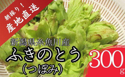 【期間限定】令和8年産 旬の山菜 ふきのとう（つぼみ）300g【朝採れ 産地直送 新潟県 糸魚川市 山菜 フキノトウ 野菜 能生谷 おおかやば山菜園】
