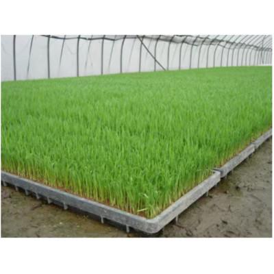 ふるさと納税 南砺市 【2ヵ月毎定期便】富山県産こしひかり　育(はぐくみ)白米10kg×2袋セット《南砺の逸品》全6回 |  | 03