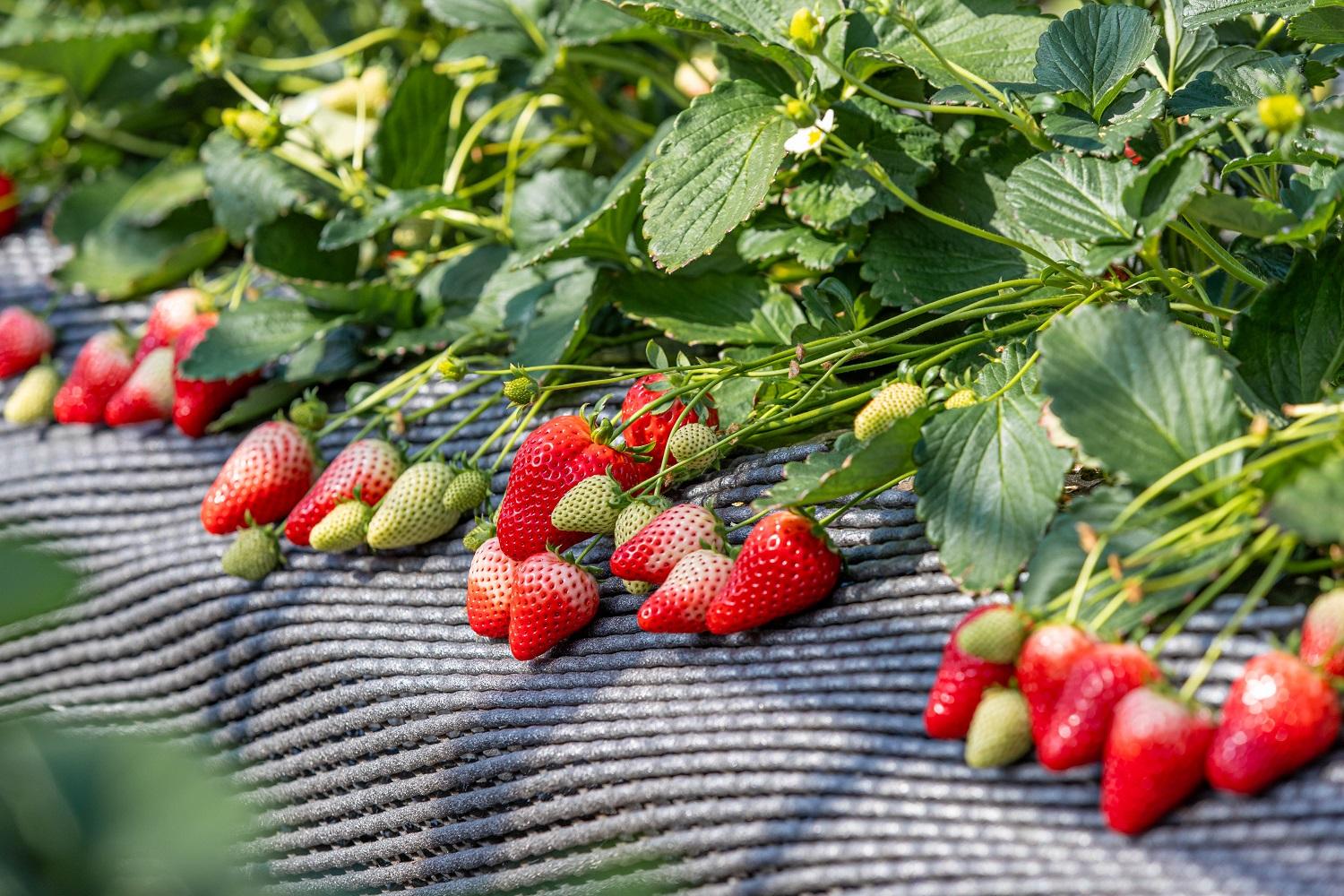 日光ストロベリパーク　いちご狩り チケット　大人3名様　開園期間2025年12月上旬～2026年5月31日（予定）｜日本農業賞大賞受賞・農林水産大臣賞受賞 体験 旅行 果物狩り