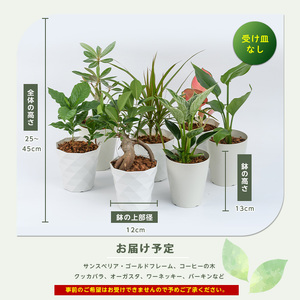 【観葉植物】季節おすすめ3種セット4号鉢×3 Green Base IB003-010 観葉植物 ※北海道・沖縄・離島配送不可