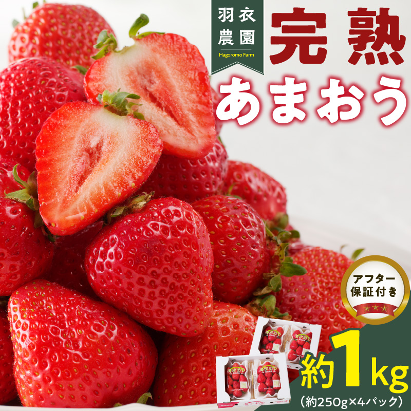 【2027年1月から順次発送】福岡県産 羽衣農園の完熟あまおう 約1kg（約250g×4パック）_ 福岡県産 完熟 あまおう 約250g × 4パック 計 約1kg こだわり いちご 福岡県 ブランド いちご 家族 シェア フルーツ 果物 果実 パンケーキ フルーツサンド お取り寄せフルーツ 福岡県 久留米市 送料無料_Fi214