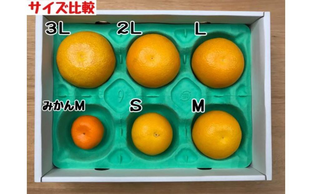 1・4月発送 全2回 定期便 紅はっさく マニア 貯蔵 ＆ 木成完熟 傷あり 二級品 4 ～ 6玉 化粧箱 和歌山 有田 南泰園   	BS188_イメージ4