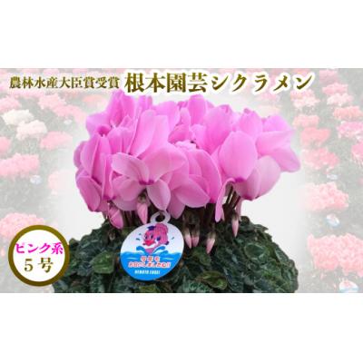 ふるさと納税 南相馬市 【2026年 先行予約】シクラメン ピンク系 5号 | 花ギフト プレゼント 贈答 花苗 根本園芸