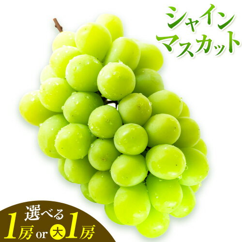 【ふるさと納税】ぶどう 葡萄 岡山県産 シャインマスカット 1房 (約550g〜600g) または 大1房 (約700g以上) 佐々木農園《8月中旬-9月末頃出荷》岡山県 笠岡市 送料無料 マスカット フルーツ 果物 ブドウ お取り寄せフルーツ【配送不可地域あり】