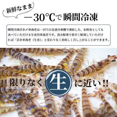 ふるさと納税 松浦市 【2025年6月中旬発送】生食用  瞬間冷凍活き〆福島くるまえび500g |  | 01