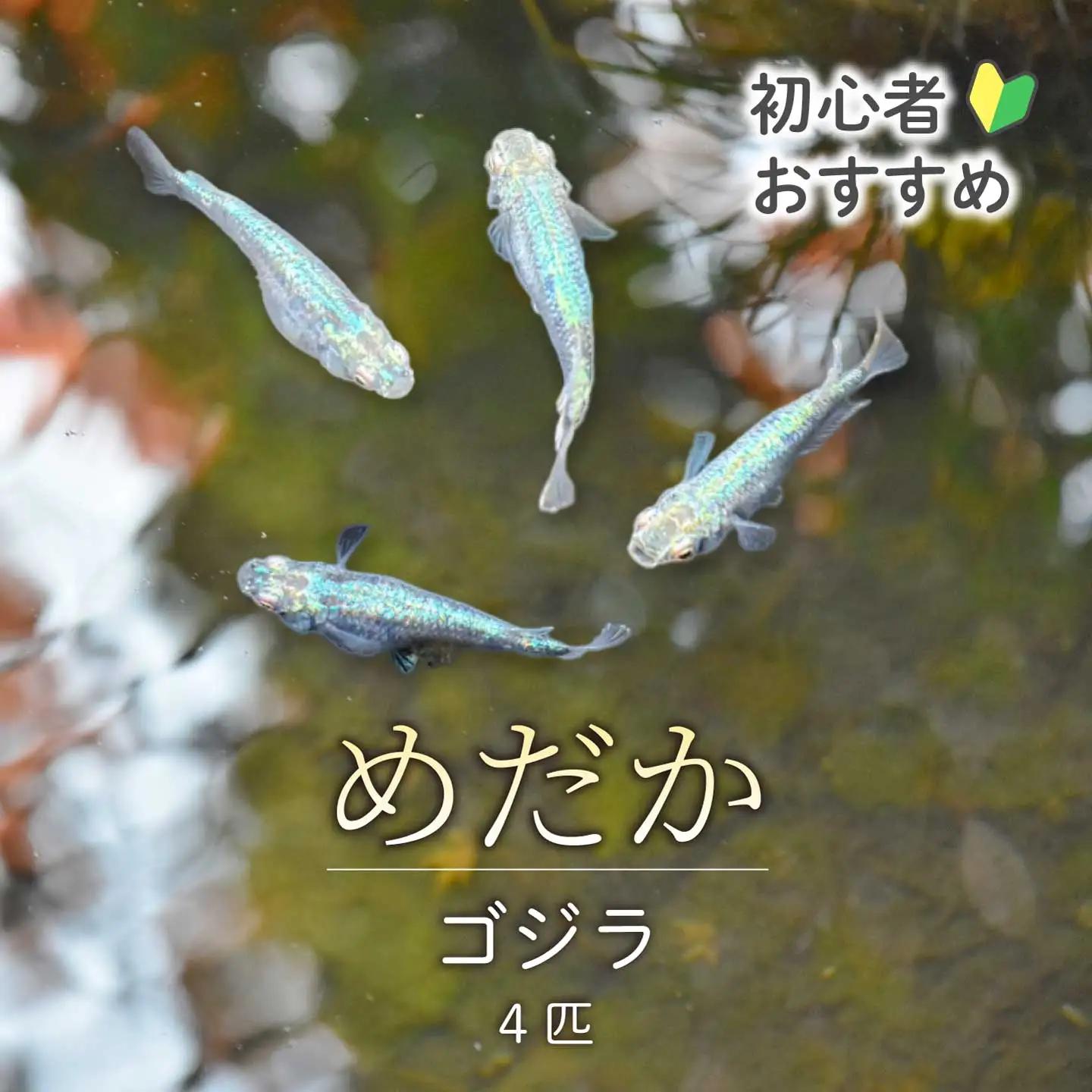 ゴジラ 4匹 めだか メダカ 飼育 生体 観賞魚 魚 ペット おまかせ ミックス おすすめ 水槽 インテリア 生物 鑑賞 熱帯魚 アクアリウム 熱帯 淡水魚 243015