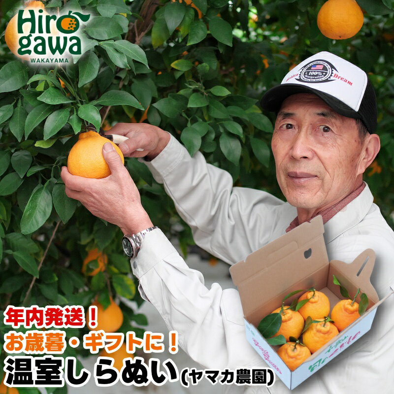 【ふるさと納税】 【12月発送】 温室 不知火 （ しらぬい ） / デコポン ハウス栽培 甘い 和歌山 柑橘 お歳暮 3kg 8000円 ※11月下旬〜12月下旬に順次発送 //mandarin