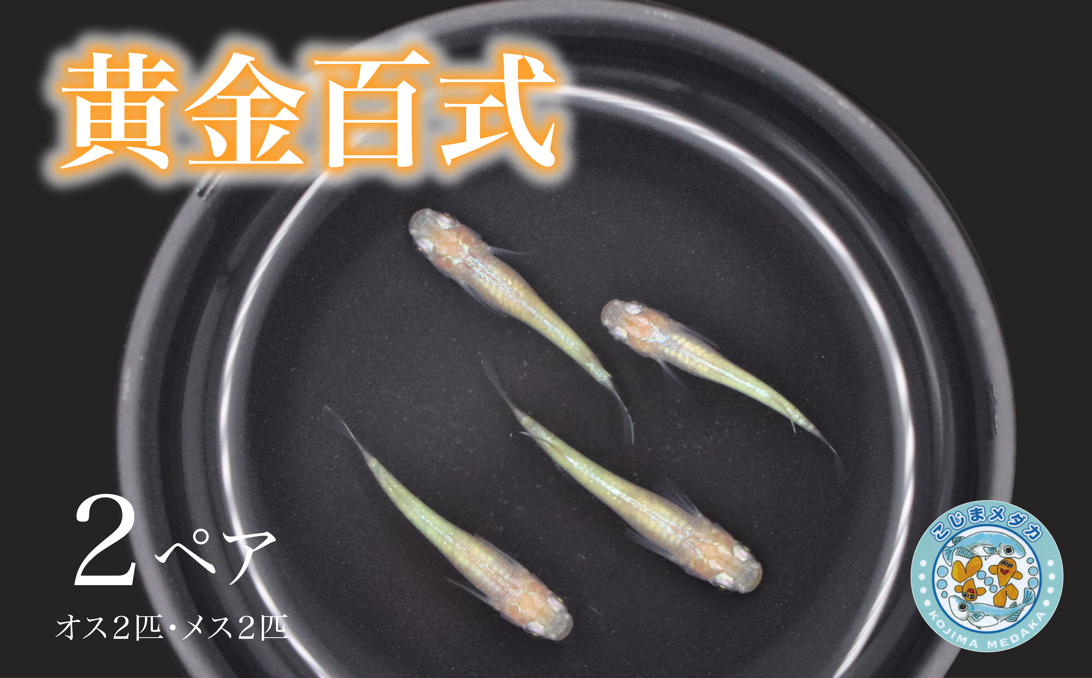 黄金百式　2ペア