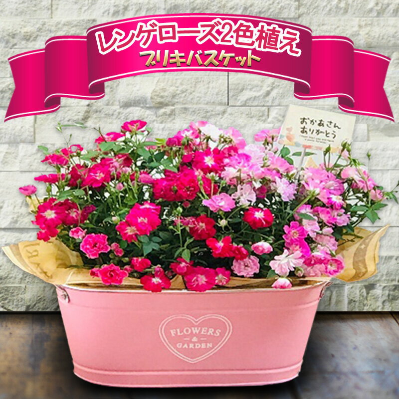 【ふるさと納税】【母の日】レンゲローズ2色植え　ブリキツインバスケット | 薔薇 ばら バラ お花 花 植物 綺麗 おしゃれ 母の日 ギフト 贈答 贈り物 プレゼント お祝 岐阜県 瑞穂市 送料無料 ※2026年4月下旬～5月上旬頃に順次発送予定 ※離島への配送不可