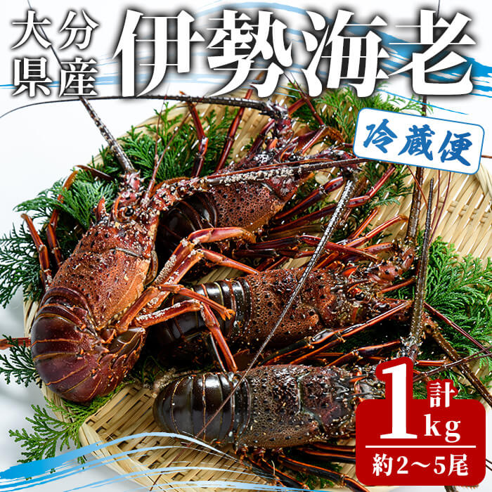【ふるさと納税】＜期間限定＞大分県産 伊勢海老 (計1kg・約2～5尾) エビ えび 海老 刺身 魚介 海鮮 【opba010】【海べ】