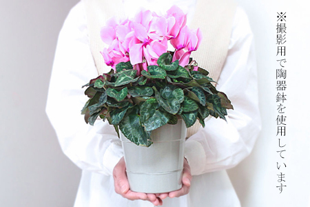 【色で選べる】花巻温泉バラ園で育てたシクラメン＜2026年11月より順次発送＞レッド系【2279-1】