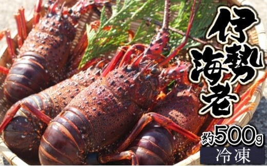 KU345【先行予約】  ＜生冷凍・数量限定＞宮崎県串間産 天然伊勢エビ(計約500g・1～3匹) 【合同会社Houryoumaru】