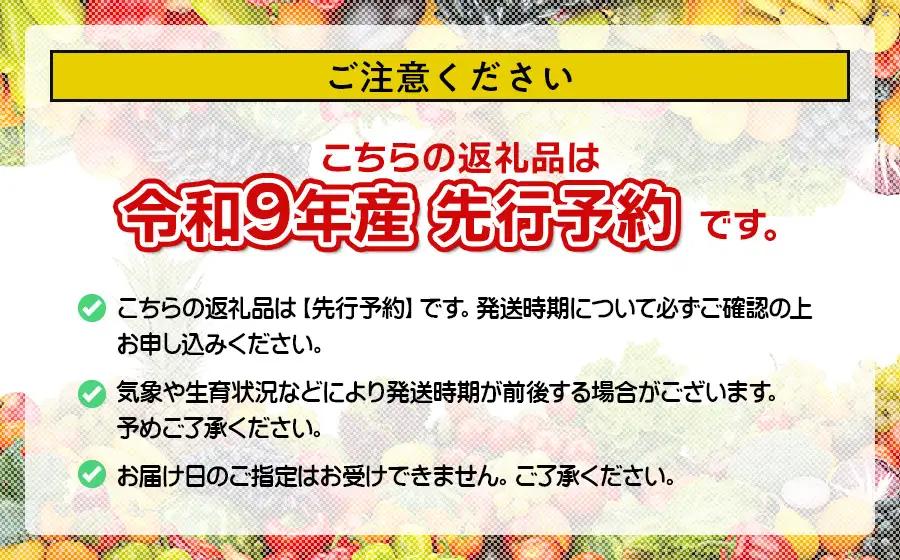 【令和9年産先行予約】こだわりのさくらんぼ「佐藤錦」（Lサイズ以上）バラ詰め 500g いまいのさくらんぼ園 K-935