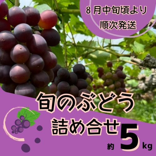 Y4　ぶどう の 詰合せ　約 5kg　 （ 紫玉 ・ ピオーネ ・ オリエンタルスター ・ シャインマスカット 等   旬 の 品種 セット  ）