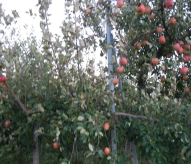 大森園のりんご　サンふじ特秀品約5kg20玉入