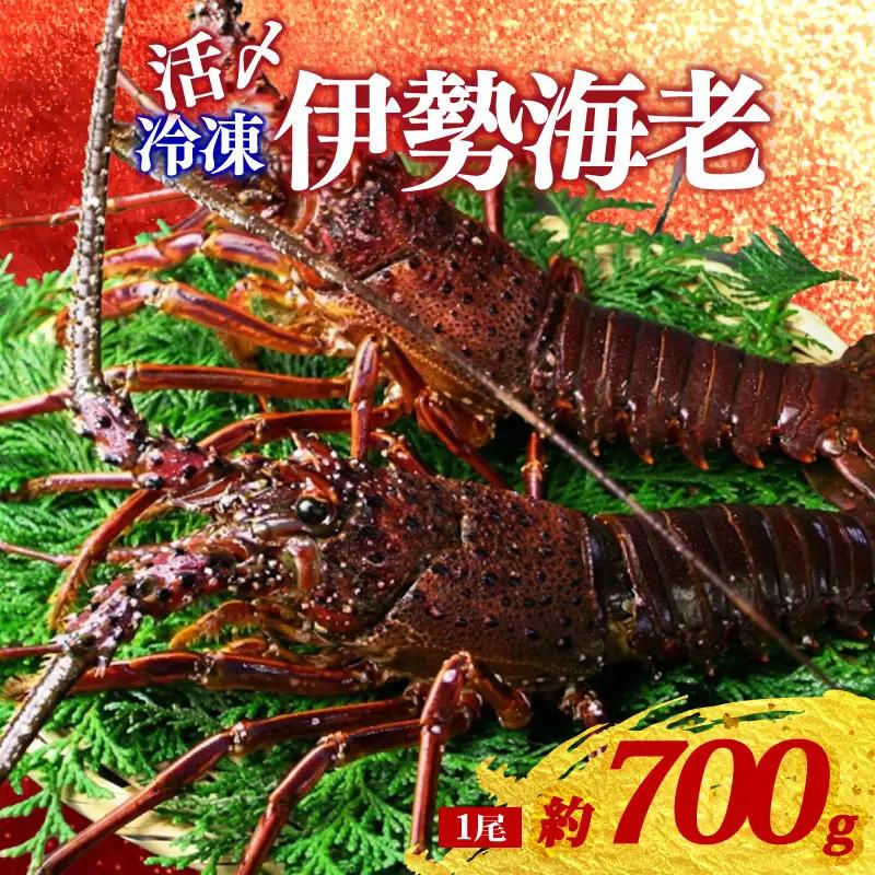冷凍 伊勢海老 約700g 1尾 活〆 特大 伊勢えび 伊勢エビ イセエビ 海老 えび エビ ebi いせえび 魚介 海鮮 海産物 海 特産品 うま味 旨味 海の幸 アウトドア BBQ 刺身 炭火焼 産地直送 国産 三重県 伊勢 志摩 南伊勢町 山藤