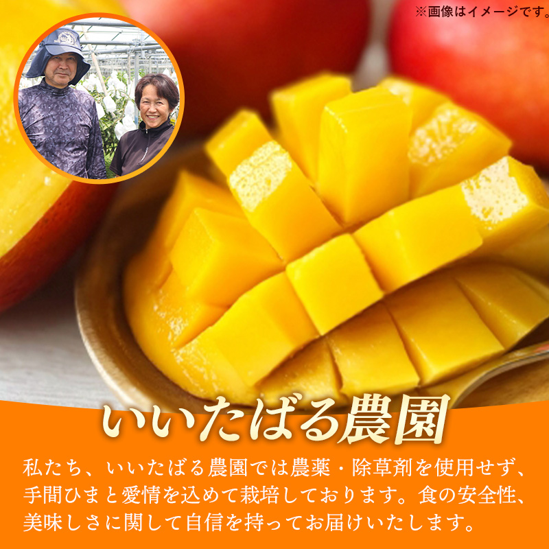 【先行受付】【2026年発送】いいたばる農園の家庭用アップルマンゴー約2kg - ご家庭用 先行予約 沖縄県産 産地直送 農薬不使用 除草剤不使用 南国フルーツ マンゴー オススメ 八重瀬町_イメージ