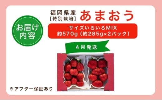 福岡県産 特別栽培 あまおう サイズいろいろMIX 約570g（約285g×2パック）【4月発送】　農園直送 アフター保証 先行予約 福岡産 送料無料 ケーキ ギフト お祝い 限定 季節限定 UN00