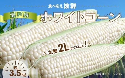 ＼寄附額改定／太物2Lサイズ以上!瀬戸内ホワイトコーン 約3.5kg【2026-6月中旬～2026-7月中旬配送】 372013_T006-304J
