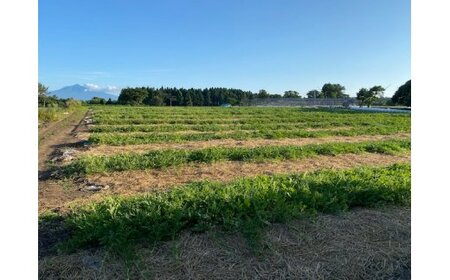 スイカ (小玉) ピノガール2玉 青森産 産直｜西瓜 [0834]