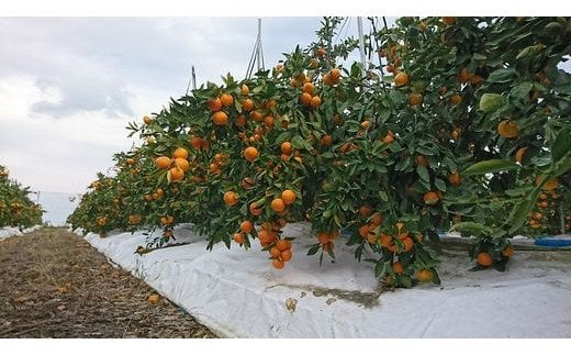 B-343甘い！鹿島みかん 根域制限栽培みかん 早生 【約5.5kg】 普通栽培より糖度が1〜2度高いみかん サイズ混合 S〜L【11月中旬～下旬お届け】みかん ミカン 蜜柑 果物 フルーツ 佐賀県 
