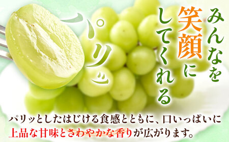 岡山県産 マスカット 1房 (750g以上) 【配送不可地域あり】 《7月上旬-8月末頃に出荷予定(土日祝除く)》 岡山県 矢掛町 果物 フルーツ ぶどう 葡萄 送料無料