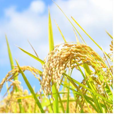 ふるさと納税 郡山市 令和7年産 福島県郡山産ミルキークイーン(精米) 5kg |  | 03