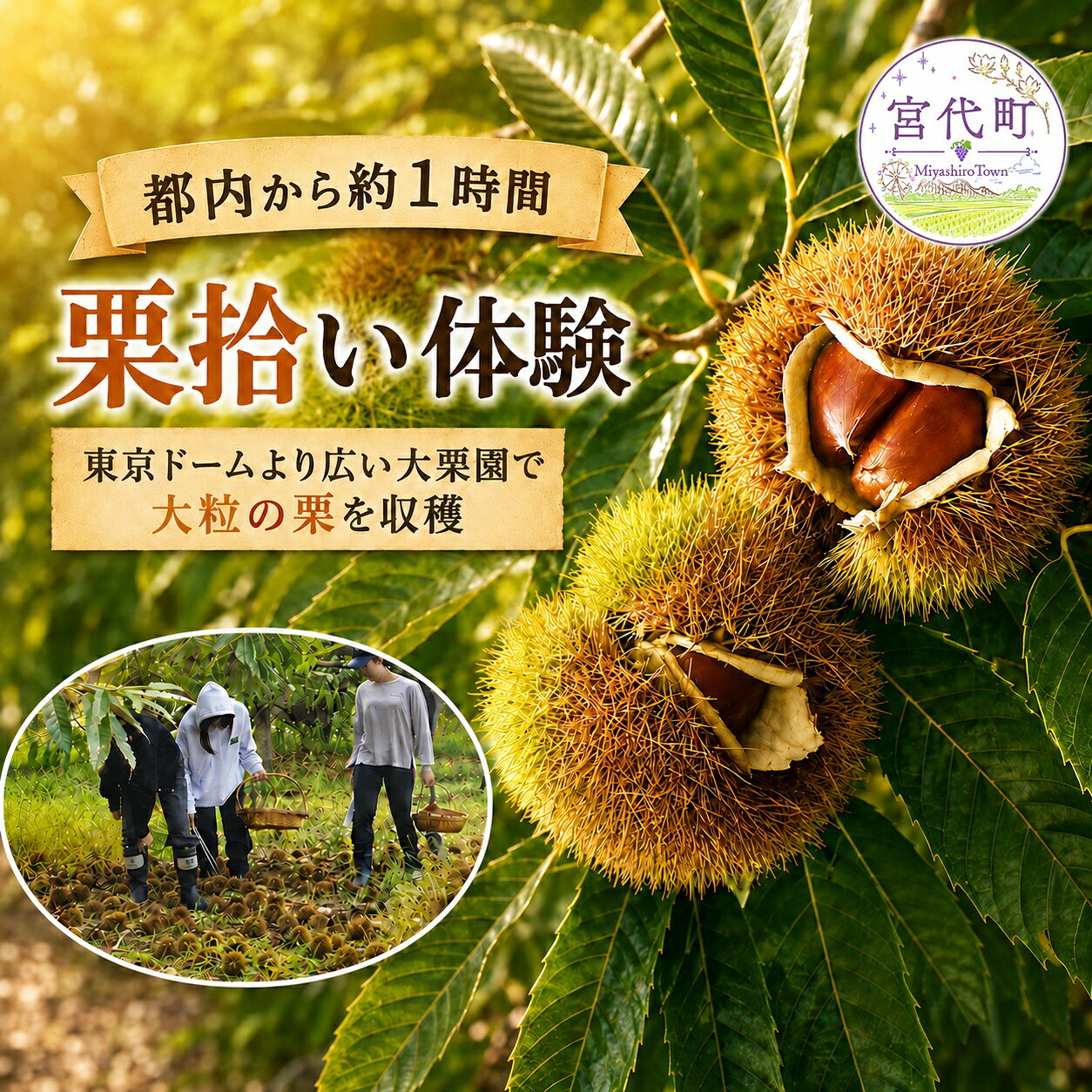 【ふるさと納税】折原農園の栗拾い体験（1kg 2kg 3kg）| 栗 くり クリ 体験 収穫 チケット 体験型 イベント 農業体験 農家 観光 レジャー アウトドア 家族 友人 ペット同伴可 お土産 都内料亭 定番 スポット 東武動物公園駅 関東近郊 東京近郊 駐車場 埼玉県 宮代町
