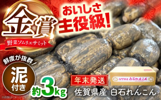 【先行予約】【年末発送】【金賞受賞！】松尾青果のこだわり白石れんこん 約3kg【松尾青果】  佐賀県 白石 [IBD019]