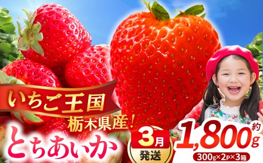 【先行予約】【期間限定】那珂川町産とちあいか 3月発送分 約300g×2×3 | いちご とちあいか ジューシー フルーティー 大きい 新鮮 甘い 美味しい 果物 共通返礼品 フルーツ デザート 栃木県 那珂川町 送料無料