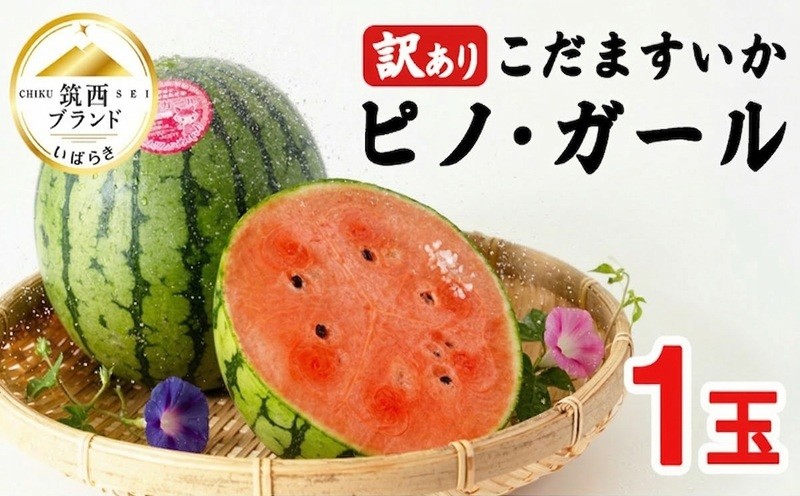 
                  [2027年発送] 訳あり こだますいか  1玉 「 ピノ・ガール 」 2027年産 先行予約 筑西ブランド こだまスイカ 小玉スイカ すいか スイカ フルーツ 果物  ピノガール 西瓜 小玉西瓜 初夏 夏 期間限定 訳アリ 人気 水分 たっぷり 種 小さめ 食べやすい 甘い 茨城 関東 筑西
                