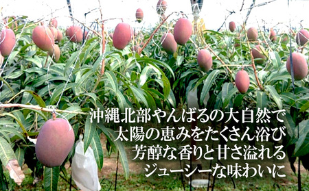 2025年発送【75マンゴー生産部会】 75（名護）マンゴー　約2kg フルーツ 果物 期間限定 数量限定 マンゴー おすすめ 人気 冷蔵 夏 スイーツ 南国 プレゼント お土産 おみやげ ギフト く