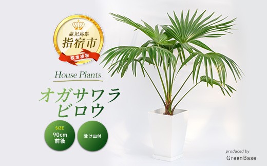2026年1月中旬～発送【観葉植物】オガサワラビロウ8号(Green Base/IB003-024) 南国鹿児島県で育った 観葉植物！植物 鉢付 インテリア 室内 オフィス おしゃれ マイナスイオン【配送不可地域：北海道・沖縄県・離島】